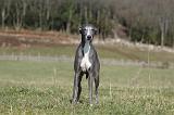 WHIPPET 358